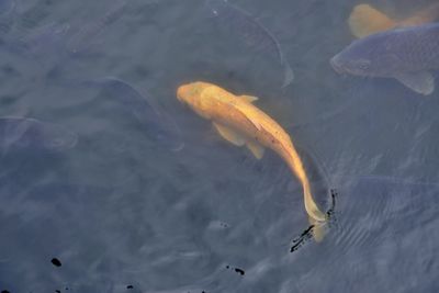 High angle view of fish swimming in lake