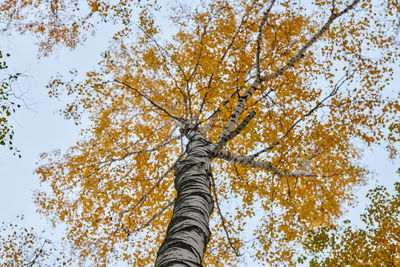 Low angle view of tree against sky during autumn