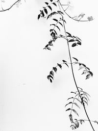 Low angle view of bird on branch against clear sky