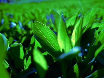 Close-up of fresh green plant in field