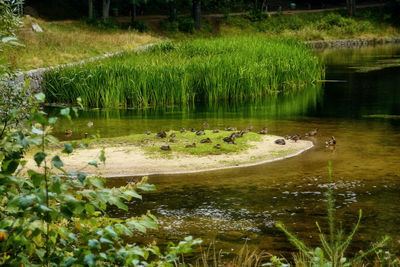 Ducks swimming in lake