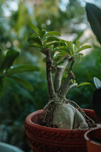 Close-up of potted plant in basket