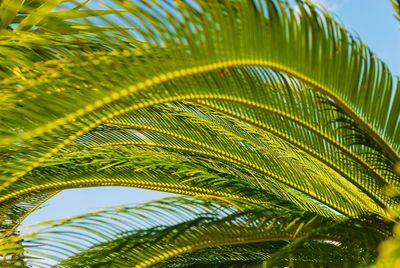 Close-up of palm tree leaves