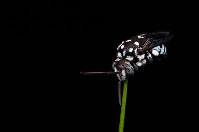 Close-up of butterfly over black background