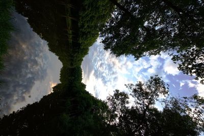 Low angle view of trees in forest against sky