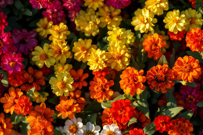 Full frame shot of flowering plants