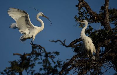 Low angle view of birds perching on tree