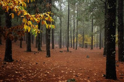 Trees in forest during autumn