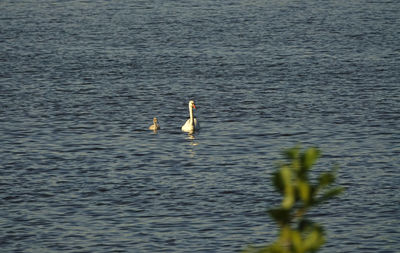 Duck swimming in lake