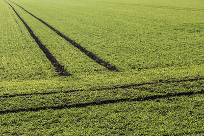 Scenic view of agricultural field