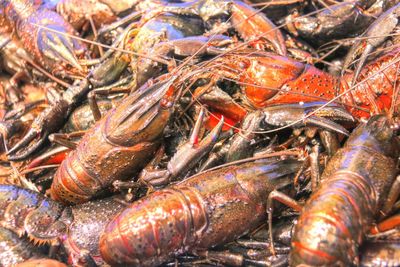 Full frame shot of crab at market