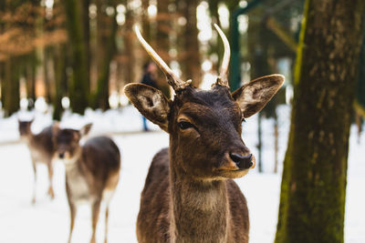 Deer at forest during winter