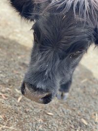 High angle view of an animal on land