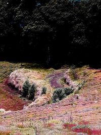 Scenic view of trees on field in forest