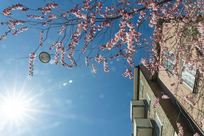 Low angle view of cherry blossom against blue sky