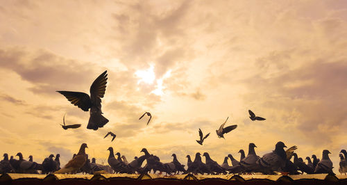 Silhouette birds flying against sky during sunset