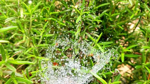 Close-up of spider web on plants