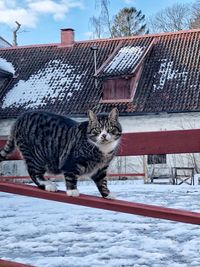 Cat standing on roof of building