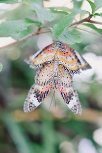 Close-up of butterfly pollinating flower