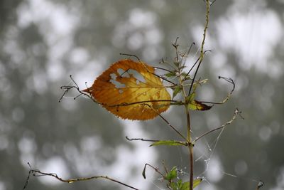 Close-up of dry leaf on twig