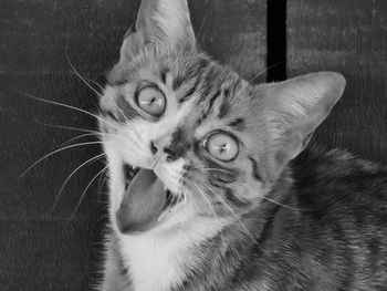 Close-up of cat