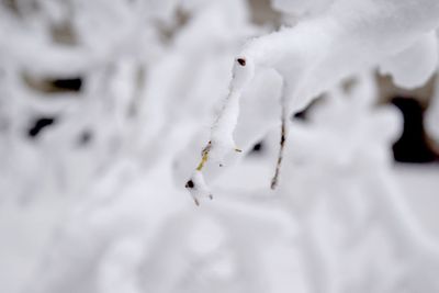 Close-up of snow on white background