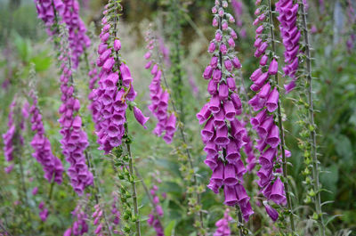 Close-up of pink flowers