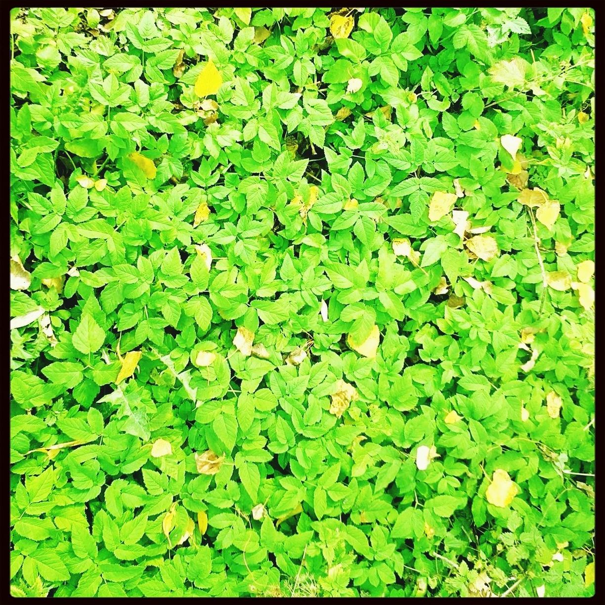 leaf, green color, growth, full frame, transfer print, freshness, backgrounds, plant, high angle view, nature, beauty in nature, auto post production filter, flower, water, fragility, floating on water, leaves, green, water lily, lush foliage