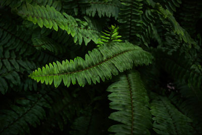 Close-up of fern leaves in forest