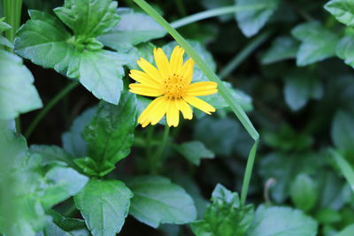 Close-up of yellow flowering plant