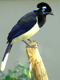 Close-up of bird perching on wooden post