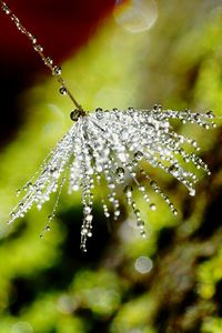 Close-up of wet spider on plant