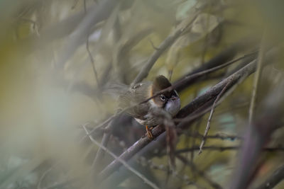 Bird perching on a branch