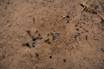 High angle view of footprints on sand