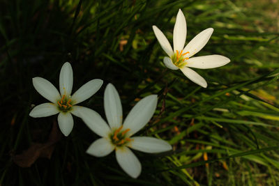 Close-up of white crocus blooming outdoors