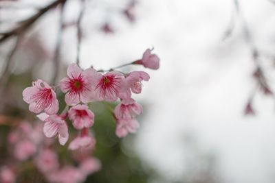 Close-up of pink cherry blossoms