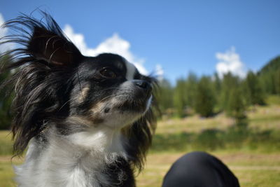 Close-up of dog looking away against sky