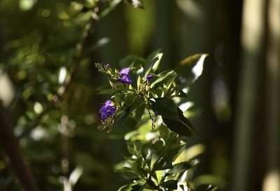 Close-up of purple flowering plant