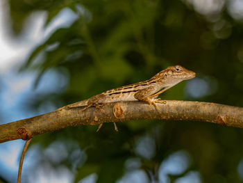 Close-up of lizard on tree