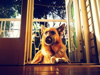 Portrait of dog looking through window at home