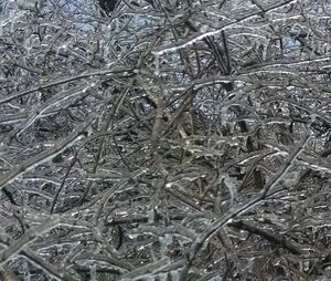 Close-up of frozen leaves