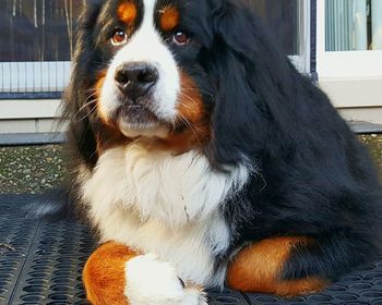 Close-up portrait of dog