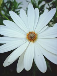 Close-up of white flower blooming outdoors