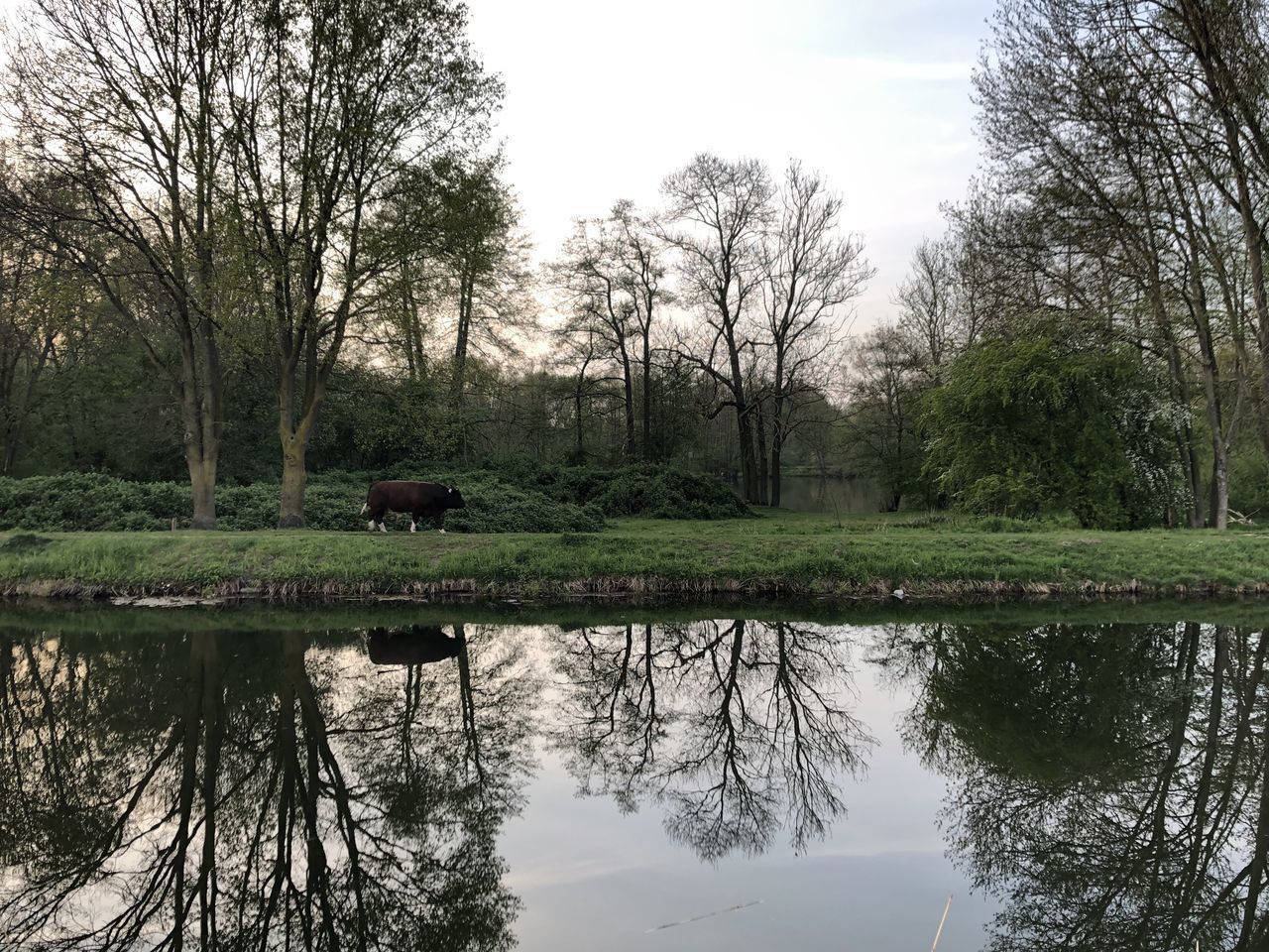 REFLECTION OF TREES ON LAKE