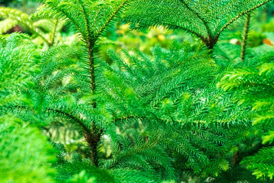 Close-up of pine tree