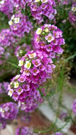 Close-up of pink flowers