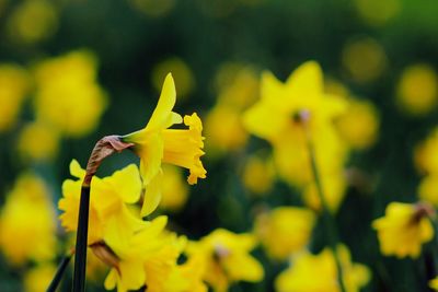 Close-up of yellow daffodil blooming outdoors