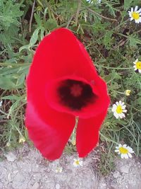 Red poppy flowers in field