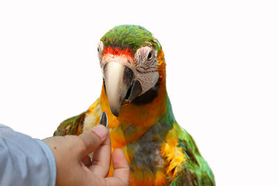 Midsection of person eating food against white background