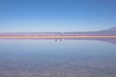 Scenic view of lake against clear blue sky